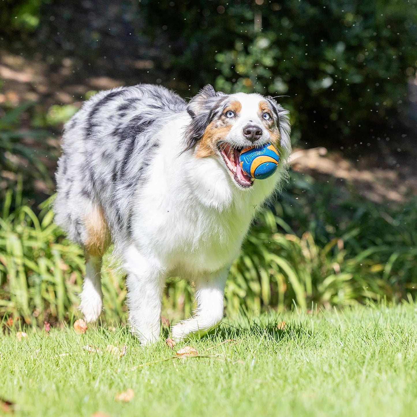 Chuckit! Ultra Ball Dog Toy, Durable Rubber, Medium 2.5-in, 2 Pack | Made from Durable Rubber with an Extra-Thick Core, This Bouncy Fetch Ball Floats in Water for Lasting Games of Fetch