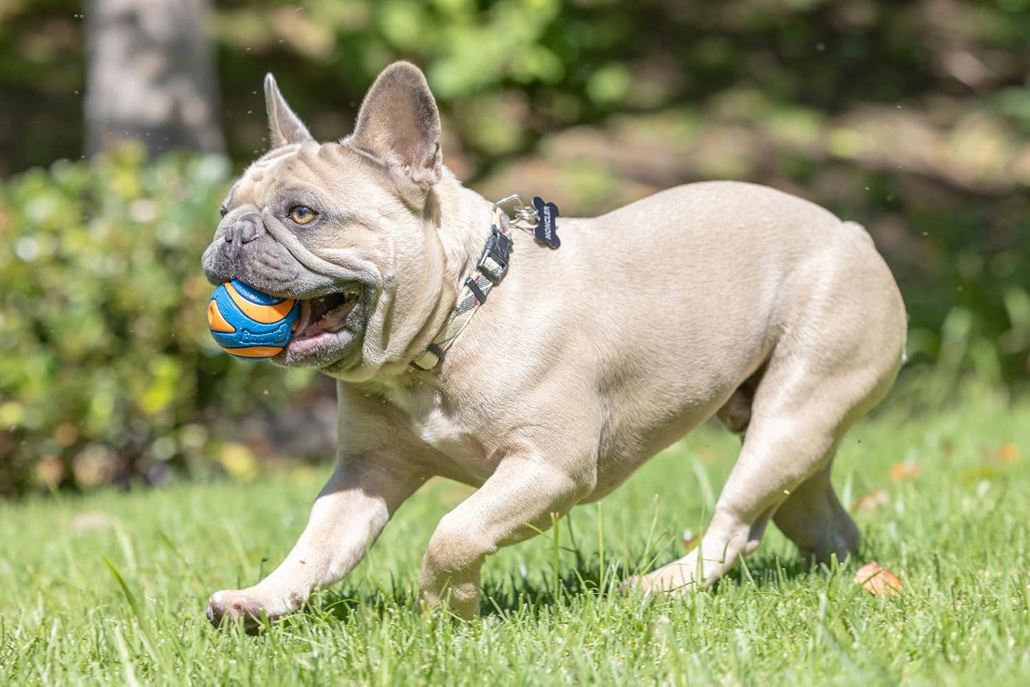 Chuckit! Ultra Ball Dog Toy, Durable Rubber, Medium 2.5-in, 2 Pack | Made from Durable Rubber with an Extra-Thick Core, This Bouncy Fetch Ball Floats in Water for Lasting Games of Fetch