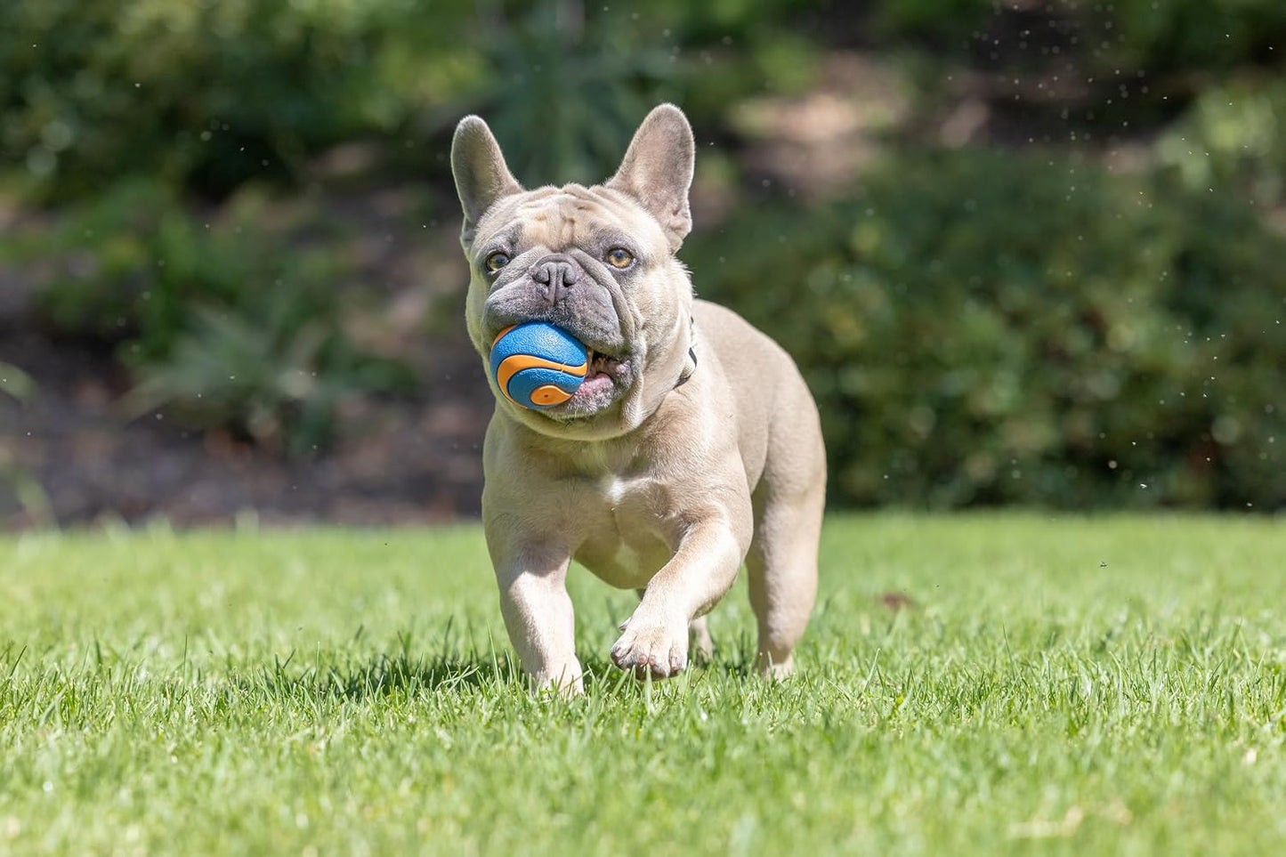 Chuckit! Ultra Ball Dog Toy, Durable Rubber, Medium 2.5-in, 2 Pack | Made from Durable Rubber with an Extra-Thick Core, This Bouncy Fetch Ball Floats in Water for Lasting Games of Fetch