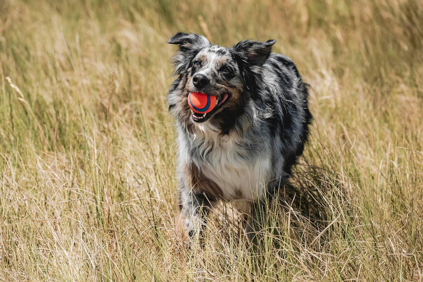 Chuckit! Ultra Ball Dog Toy, Durable Rubber, Medium 2.5-in, 2 Pack | Made from Durable Rubber with an Extra-Thick Core, This Bouncy Fetch Ball Floats in Water for Lasting Games of Fetch